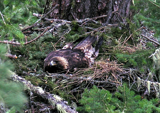 Golden Eagle Unknown